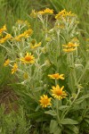 Orange Sneezeweed