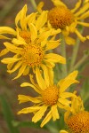 Orange Sneezeweed blossoms detail