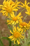 Orange Sneezeweed blossoms