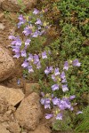 Steens Mountain Penstemon