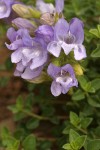 Steens Mountain Penstemon blossoms detail