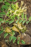 Mottled Locoweed blossoms, foliage & immature fruit