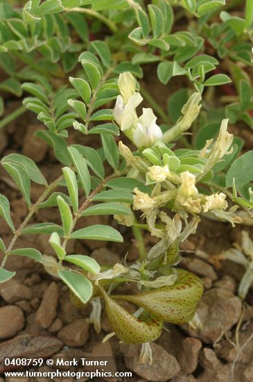 Mottled Locoweed blossoms, foliage & immature fruit