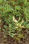 Mottled Locoweed blossoms, foliage & immature fruit