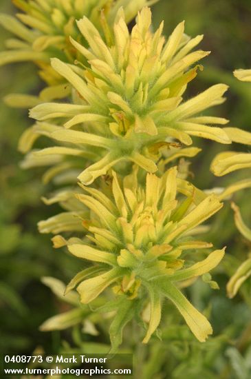 Wavyleaf Indian Paintbrush (yellow form) bracts & blossoms detail