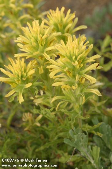 Wavyleaf Indian Paintbrush (yellow form) bracts & blossoms detail