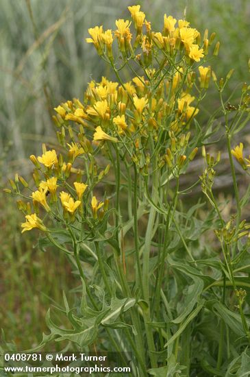 Long-leaved Hawksbeard