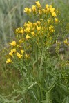 Long-leaved Hawksbeard