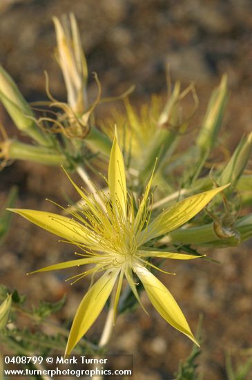 Blazing Star blossom