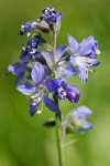 Western Jacob's Ladder blossoms detail