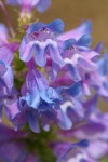 Blue Mountain Penstemon blossoms detail