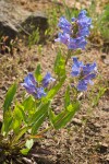 Blue Mountain Penstemon