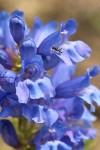 Blue Mountain Penstemon blossoms detail