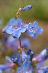 Taper-leaved Penstemon blossoms detail
