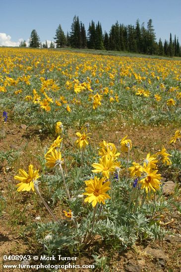 Hoary Balsamroot in meadow
