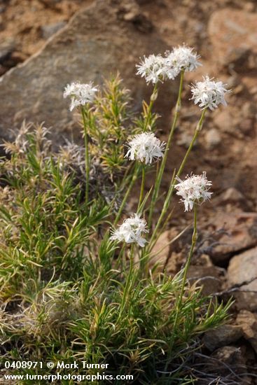 Ballhead Sandwort
