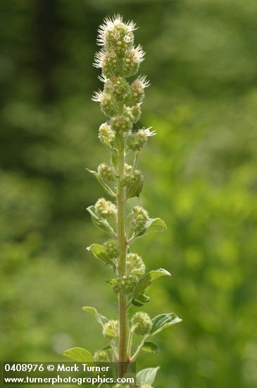 Varied-leaf Phacelia