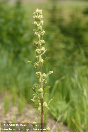 Varied-leaf Phacelia