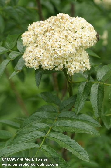 Cascade Mountain-ash blossoms & foliage