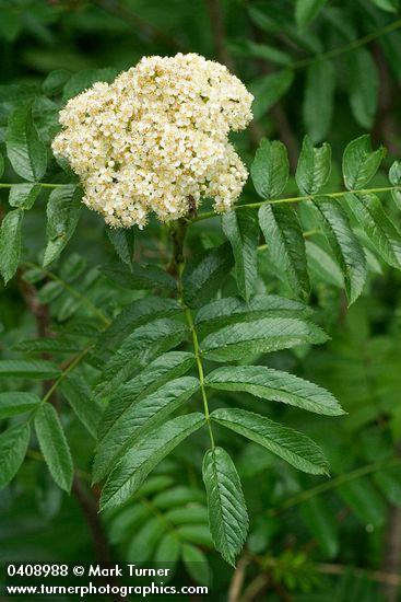 Cascade Mountain-ash blossoms & foliage
