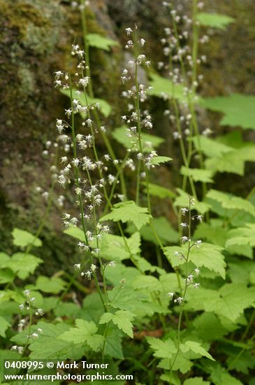 Foamflower