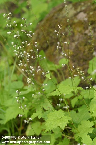 Foamflower