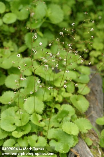 Brook Saxifrage