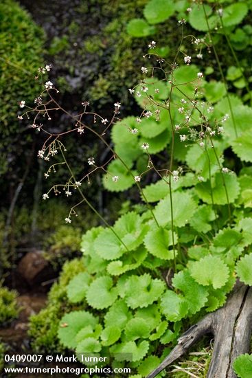 Brook Saxifrage
