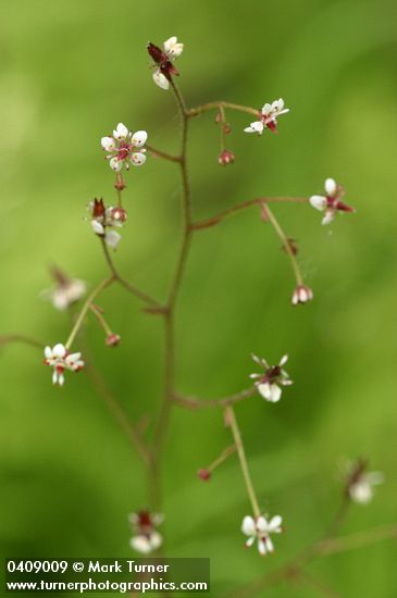 Brook Saxifrage blossoms detail