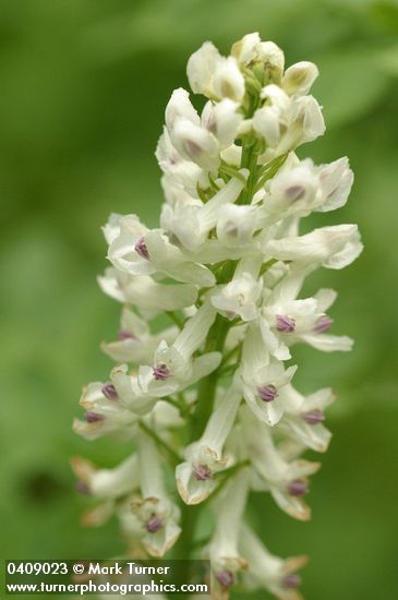 Sierra Corydalis blossoms detail