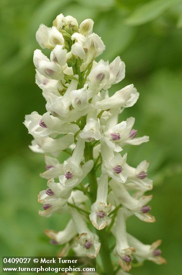 Sierra Corydalis blossoms detail