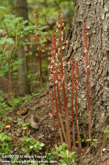 Spotted Coralroot at base of Douglas-fir