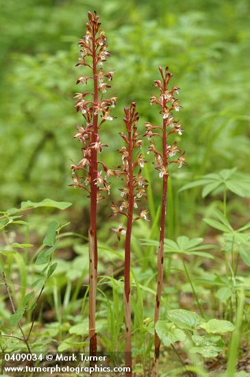 Spotted Coralroot