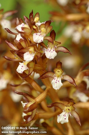 Spotted Coralroot (yellow form) blossoms detail