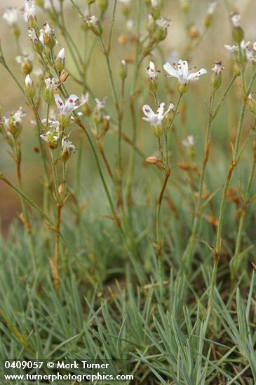 Prickly Sandwort blossoms & foliage
