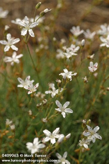 Prickly Sandwort blossoms & foliage detail