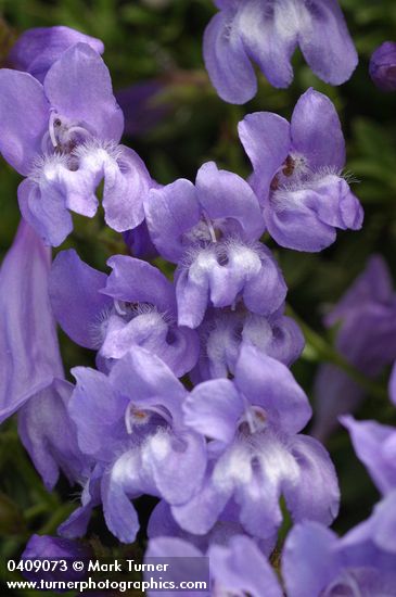 Shrubby Penstemon blossoms detail