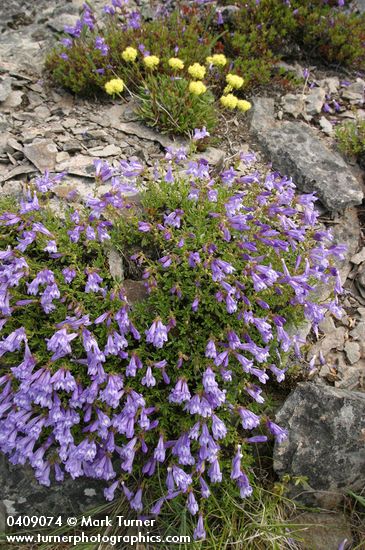 Shrubby Penstemon w/ Sulphur Eriogonum