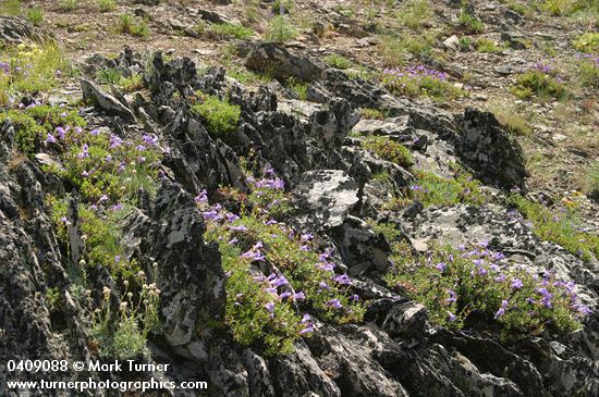 Shrubby Penstemon on rocky ridge