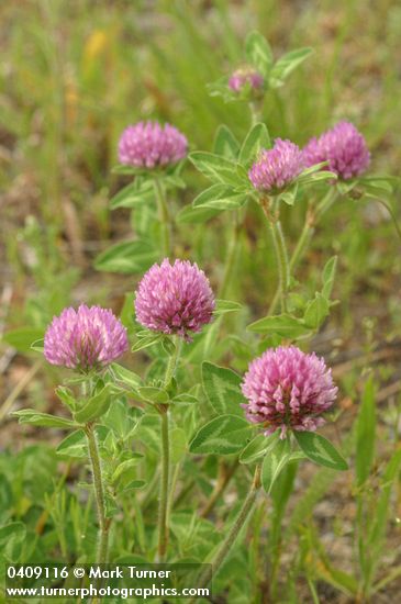 Red Clover