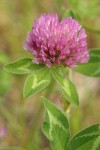Red Clover blossom & foliage detail