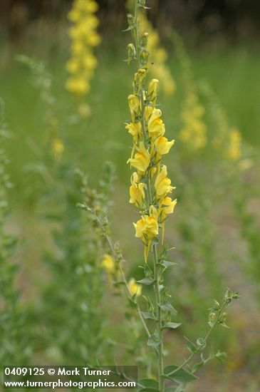 Dalmatian Toadflax