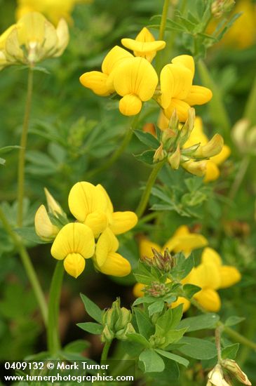 Bird's-foot Trefoil blossoms & foliage detail
