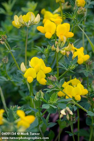 Bird's-foot Trefoil blossoms & foliage detail