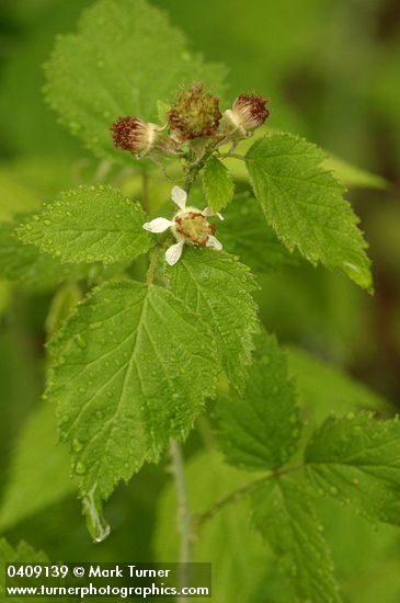 Black Raspberry blossom & foliage w/ morning dew