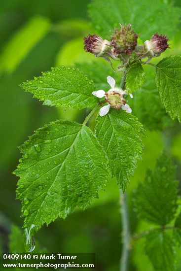 Black Raspberry blossom & foliage w/ morning dew