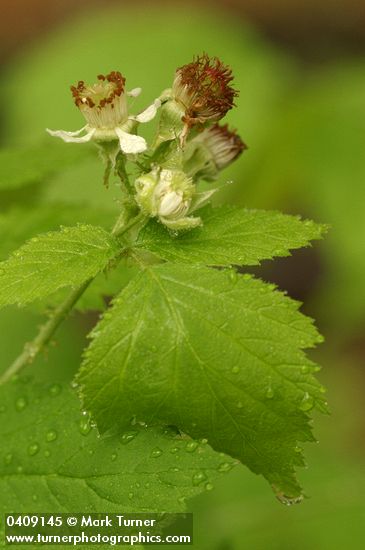 Black Raspberry blossom & foliage w/ morning dew