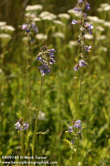 Western Jacob's Ladder