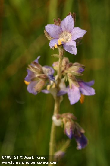 Western Jacob's Ladder blossoms