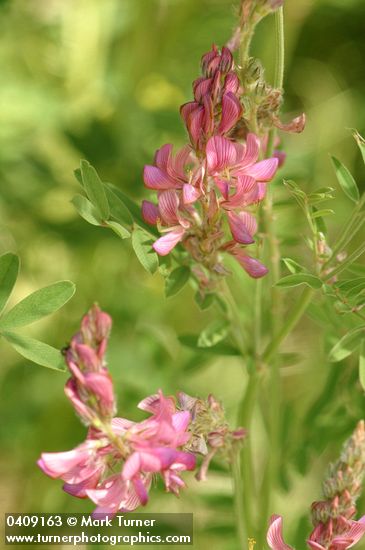 Saintfoin blossoms & foliage detail